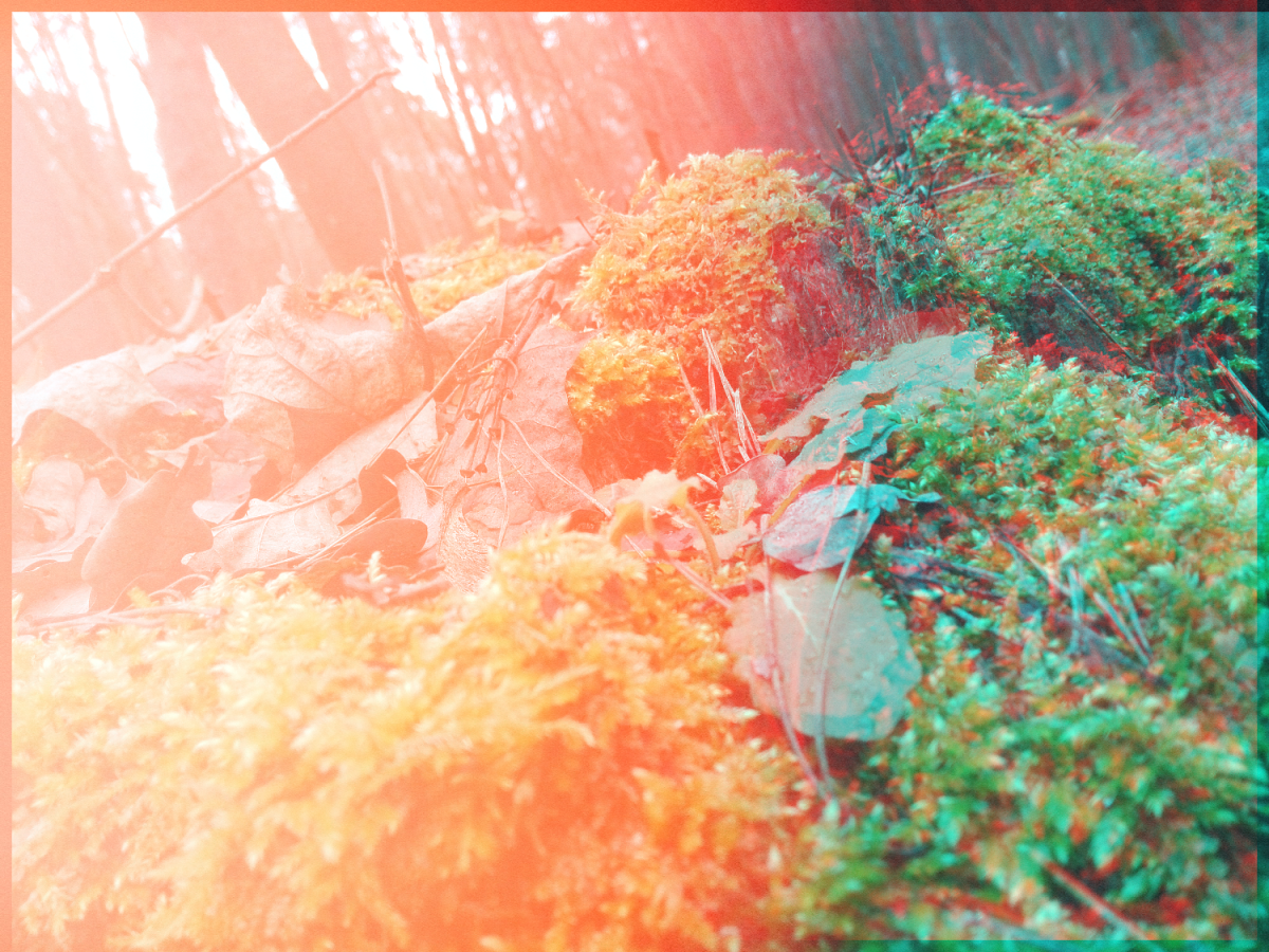 Atpirkimas (arba mažas rojus žemėje)